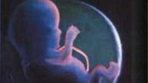 组织学与胚胎学